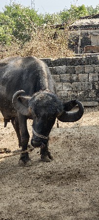 ભેંસ વેસ્વાની છે