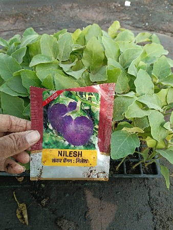 બકાલાના રોપ મળસે