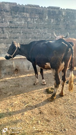 થંબનેલ 3