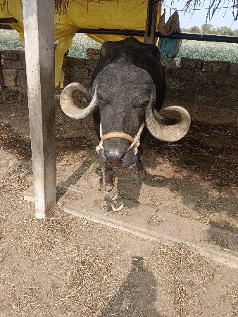 ભેંસ વેચવાની છે