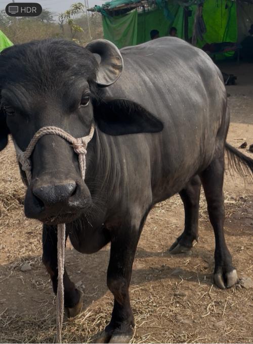 થંબનેલ 3