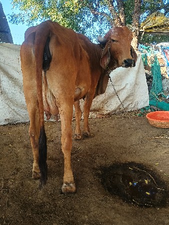 ગીર વોણકી વેચવાની છે