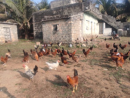 desi murgha vechav che