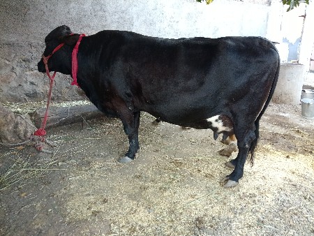 જર્સી કાઠિયાવાડી કટ