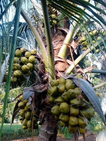 થંબનેલ 3