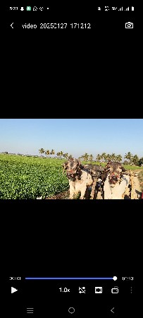 બરદ વેસવાના se