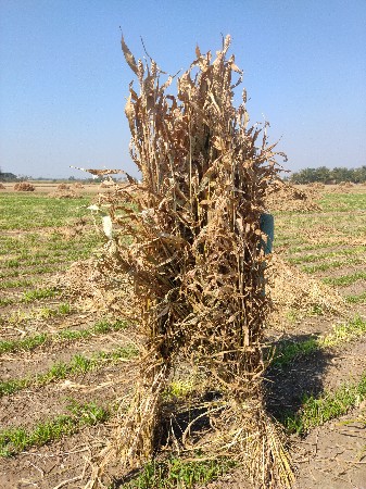 જુવાર ના મોટા પુરા