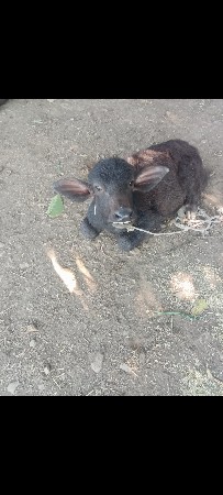 थंबनेल 3