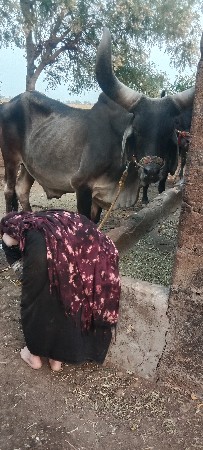 બળદ વેચવા નો