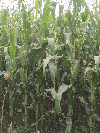 મકાઈ ના ક્યારો