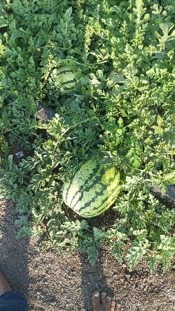 થંબનેલ 2