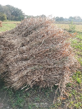 જુવારના પુરા વેચવાના છે.