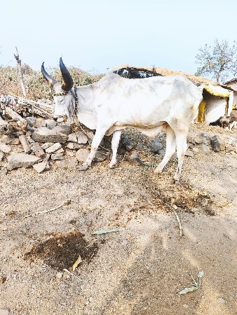 थंबनेल 2