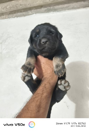 આ મેલ વેચવાનો છે