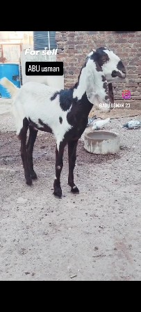 હૈદરાબાદી પાઠ 7 મહિના ની