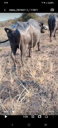 ભેંસ..વેસવાનીછે