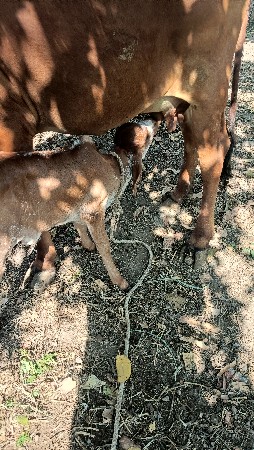 gay pachr desi soji 2 vetr