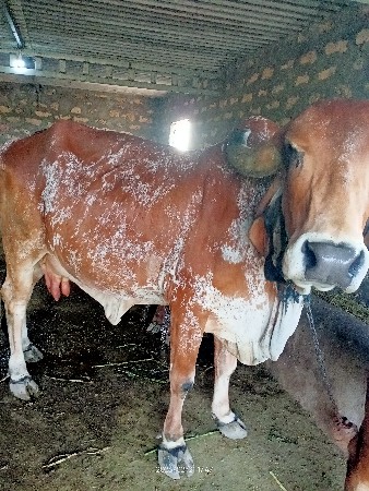 थंबनेल 2