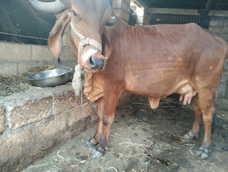 ગીર ગાય વેચવાની છે