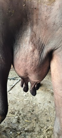 ભેંશ વેચવાની છે