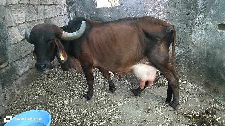 ગાય વેચવાની છે