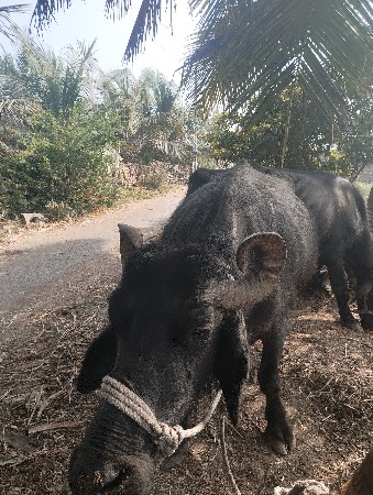 થંબનેલ 3