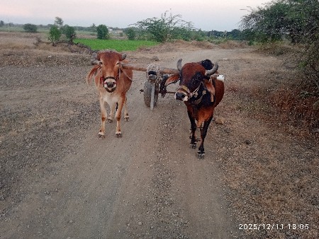 थंबनेल 2