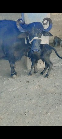 ભેસ વેચવાની છે