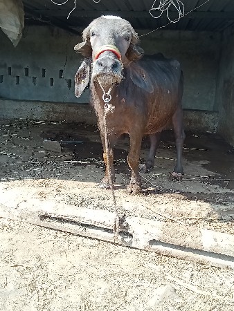 વેતર માં 1