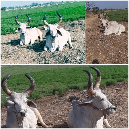 બળદ વેચવાના છે