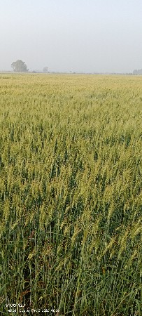 જમીન વાવેતર માટે રાખવાની છે