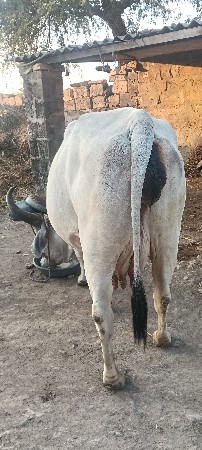 थंबनेल 3