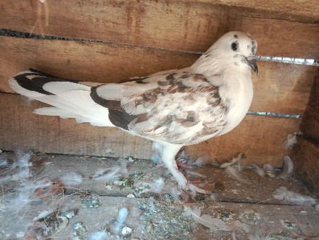 थंबनेल 3