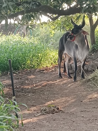 थंबनेल 3