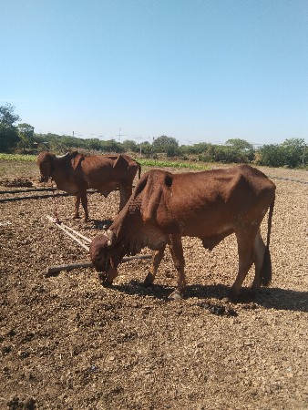 વેચવાનો છે ગોધલો