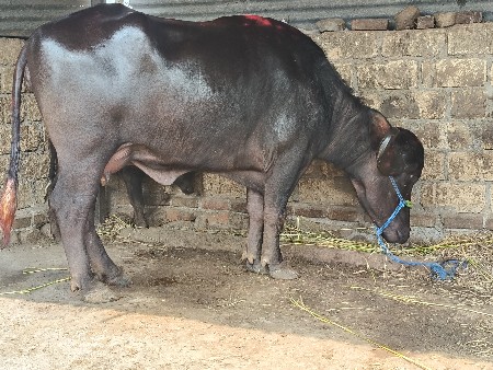 ભેંસ વેચવાની છે