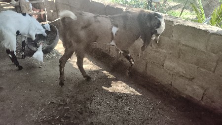 1.5  વરસ નુછે