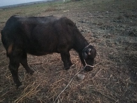 ખડેલી વેચવાની છે