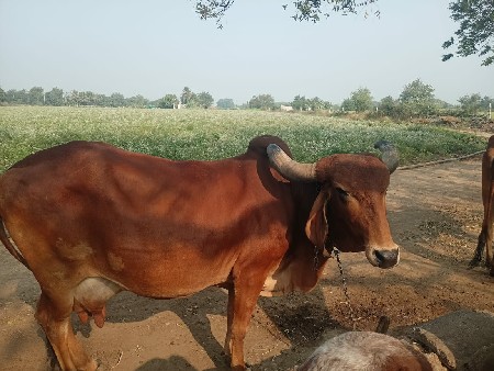 ગાય વેચવાની છે