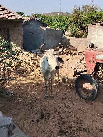 આ ગાય વેચવાની છે