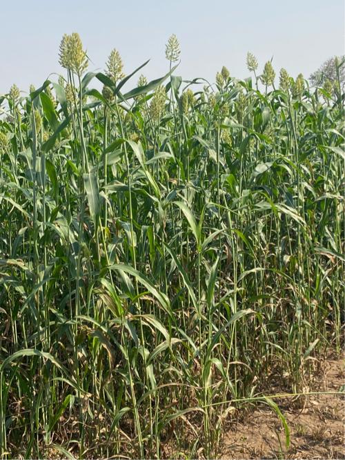 ગુદરી નું લીલું વેચવા નું છે 14 વિઘા નું છે