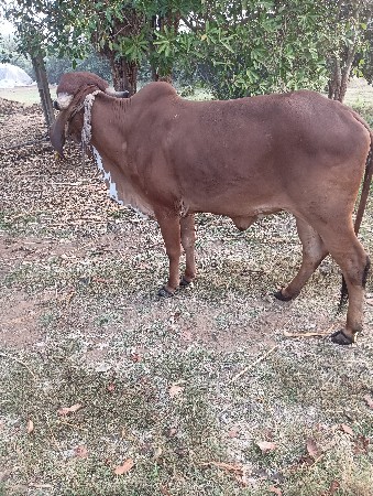 હોળકી વેચવાની છે