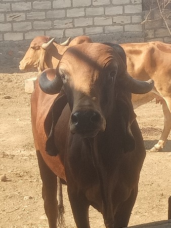 આ ખુટ વેચવાનો છે