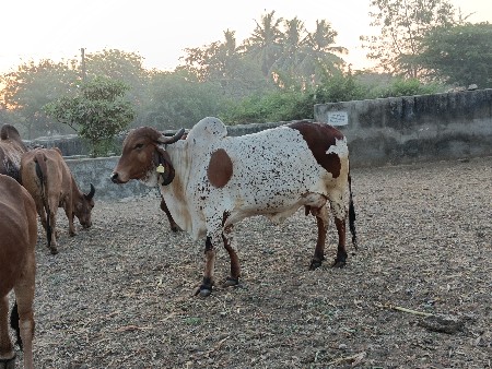 ગાય વેચવાનિ છે.