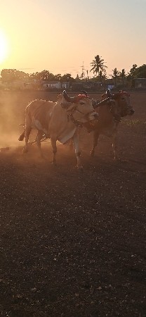 थंबनेल 3