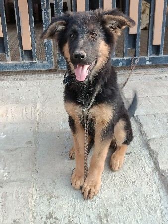જર્મન શેફર્ડ કુતરી 3 મહિના