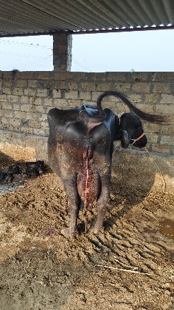 थंबनेल 2