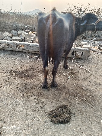 જયેશભાઈ ડાંગર