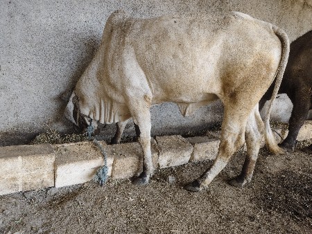 ગીર વાછડી