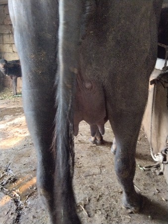 સિસોદિયા સાપરાજ ભાઈ નાનુભાઈ